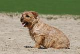 NORFOLK TERRIER 020